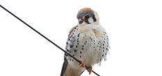 american%20kestrel%20-%20nps%20no%20copy