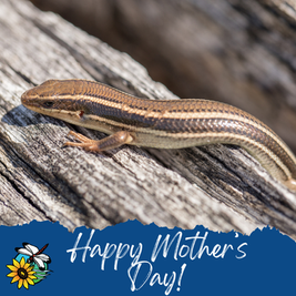 Happy Mother's Day!