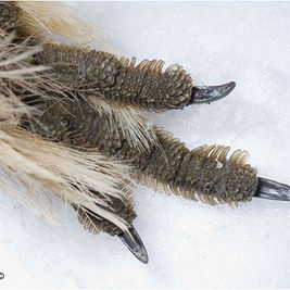 You'll wish you were a grouse!