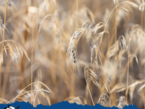 Invasive Species Awareness Week Day 4: Mechanical Control and Cheatgrass