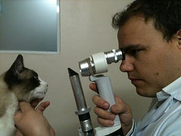 veterinário vila mariana
