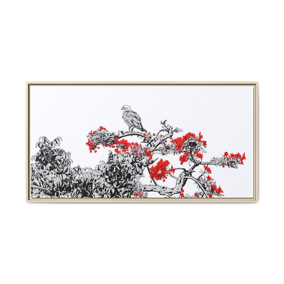 Thumbnail: Osprey in Poinciana Tree