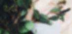 Eucalyptus Branch_edited.jpg