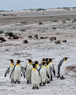 Volunteer Point, Falkland Islands