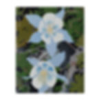 Colorado Columbines