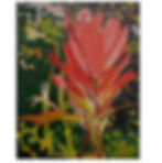 Indian Paintbrush