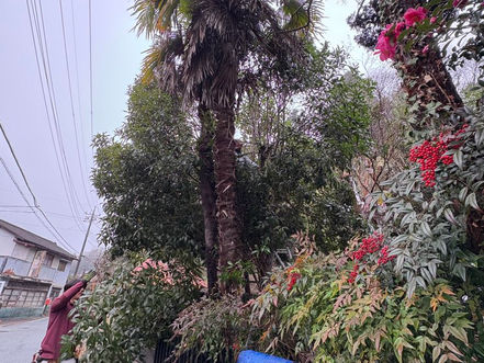 剪定・伐採現場🌲