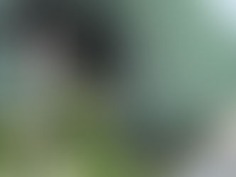 お庭のお手入れ🌲