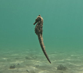 Living in Puako: Hawaii’s Hidden Oceanfront Gem