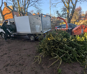 xmas trees 1.jpg