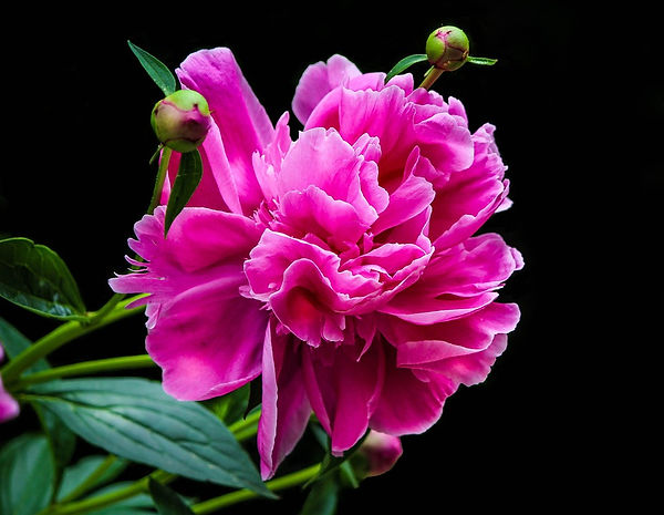 pink-peony-771540_960_720.jpg
