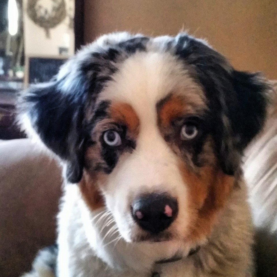 Emerson (Dora x Rowdy)