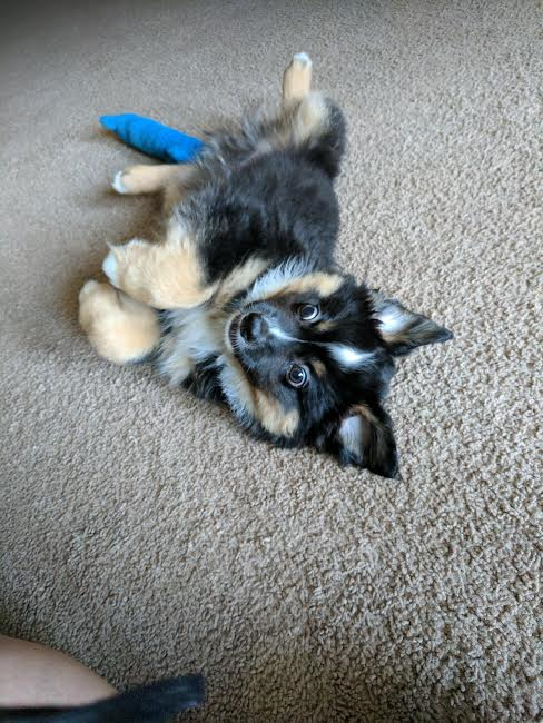Arlo (Lola x Rowdy)