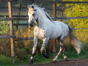 Anni-asiakkaan kokemus Teho-ohjelmasta