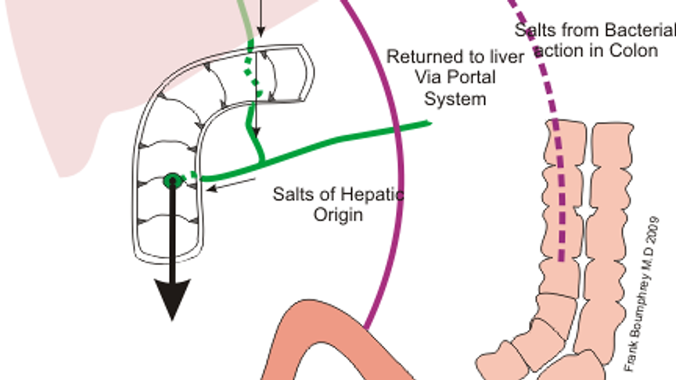 Схема на оста черен дроб – черва и обмяната на жлъчни киселини