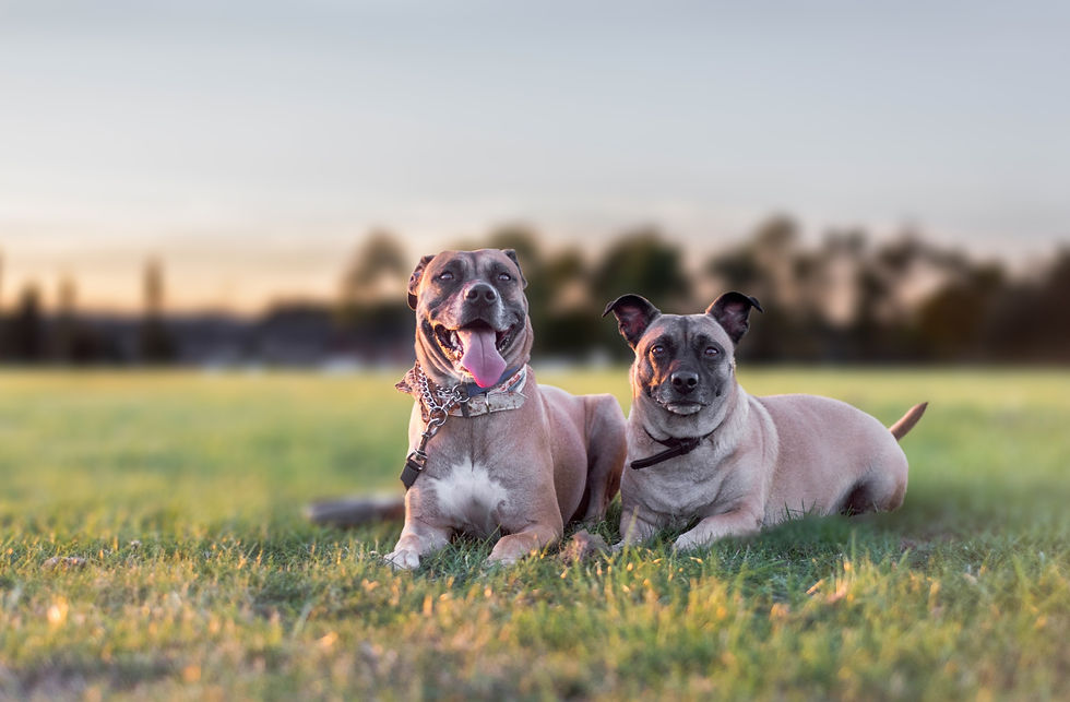 Your dog doesn't have to like other dogs. Here's why.