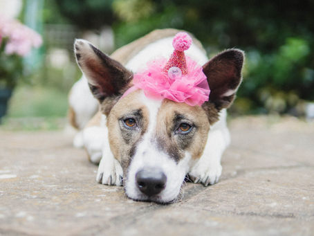 "Sleepy Head". A Cute Trick for Dogs!