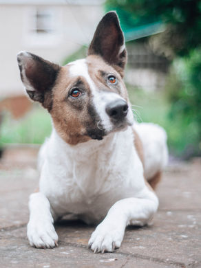 Teaching Your Dog "Down" with Positive Reinforcement.