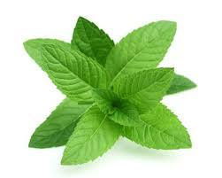The Benefits of Mint!  