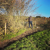 Working on hedgerow.jpg