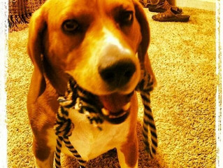Happy Hounds: Sammy aka Swarley