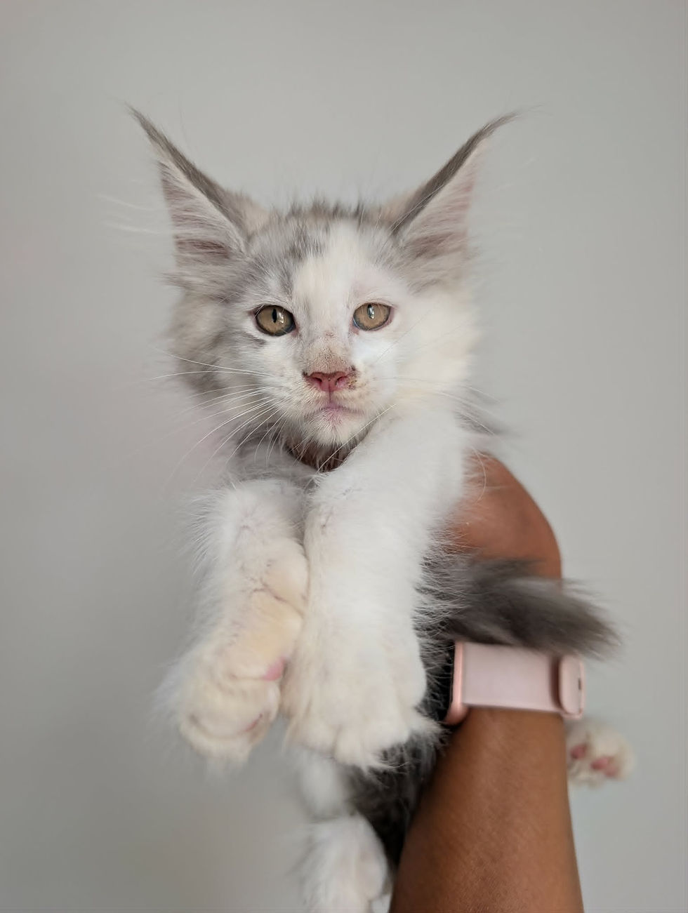 maine coon black silver blotched tabby et blanc