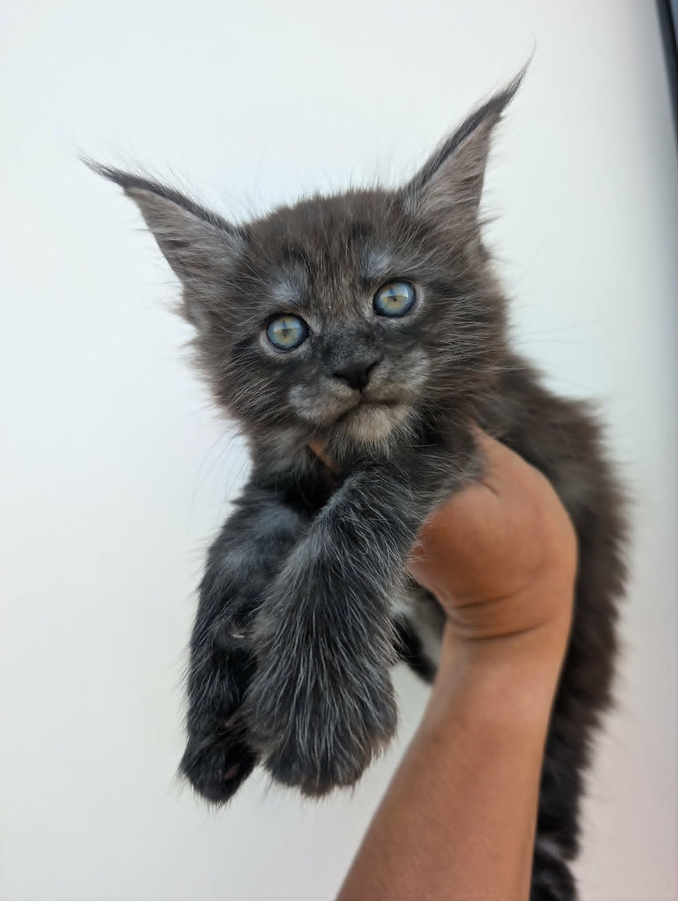 black smoke maine coon