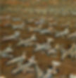 11. AMARC ( 170cm x 165cm, 67%22 x 65%22