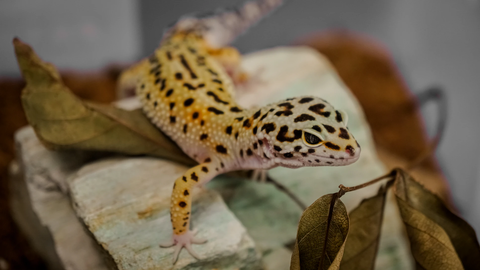 Treating Bacterial Conjunctivitis Leopard Gecko Eye Infection Diagnoses