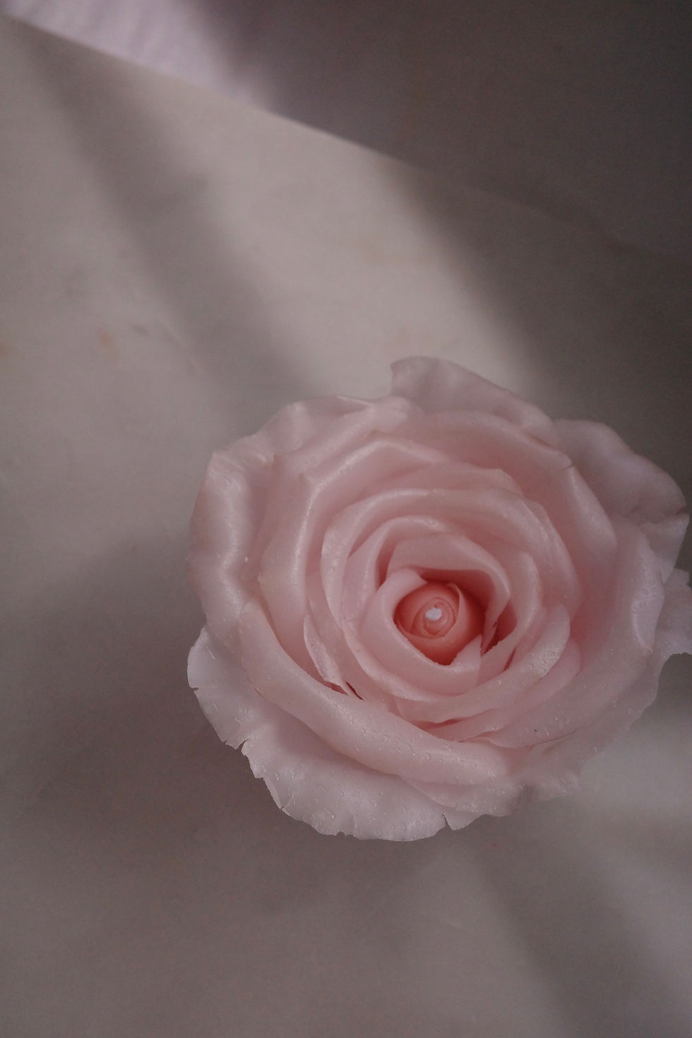 Thumbnail: Valentina Rose