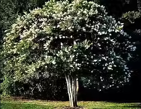 crape myrtle