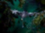 CLOSEUP_2_WIP2CROP1.jpg