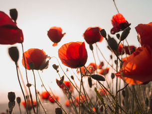 Why I believe tall poppy syndrome is bad for business