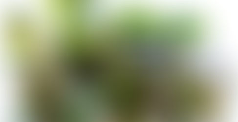 Cách Uống Tía Tô Trước Khi Tiêm Phòng Cho Bé Hiệu Quả