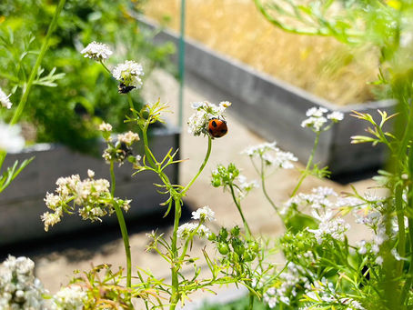 エディブルカヤバエン