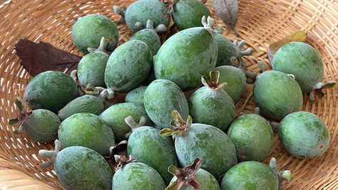 幻の果実フェイジョア