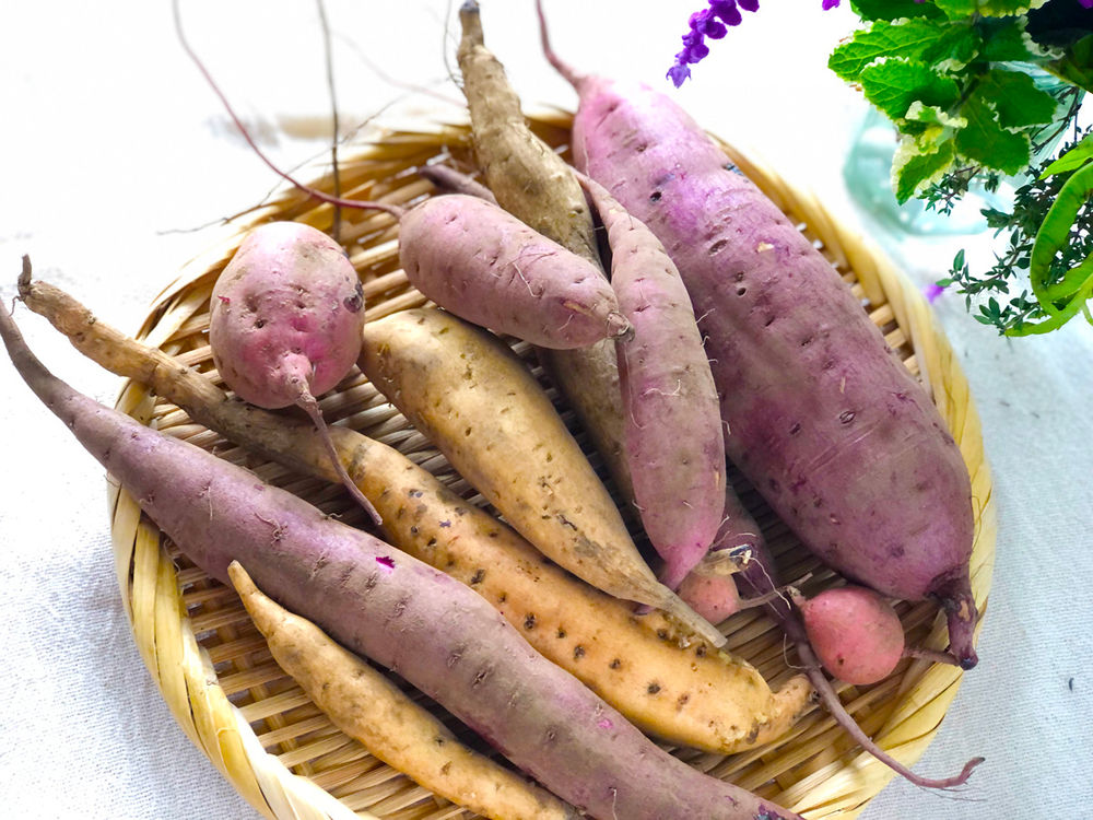 腸活食材としても人気のさつまいも