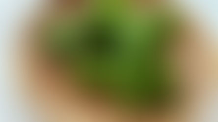 とうがらしの王様!万願寺とうがらし