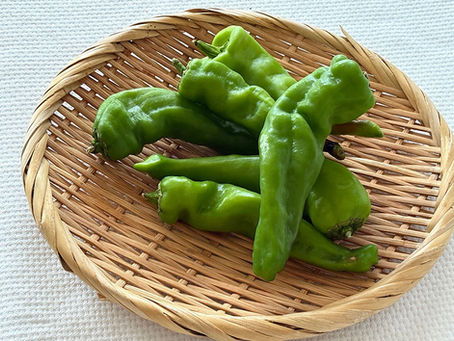 とうがらしの王様!万願寺とうがらし
