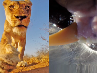GOPRO: LIONESS IN GREATER KRUGER NATIONAL PARK
