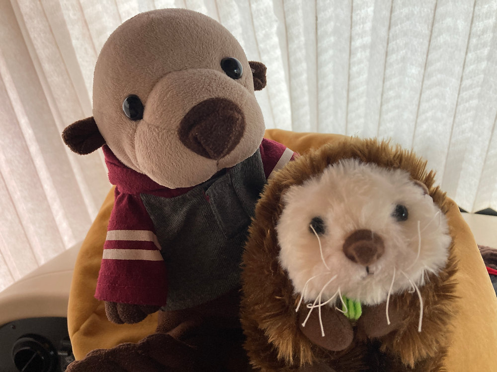 Sea Otter Awareness Week