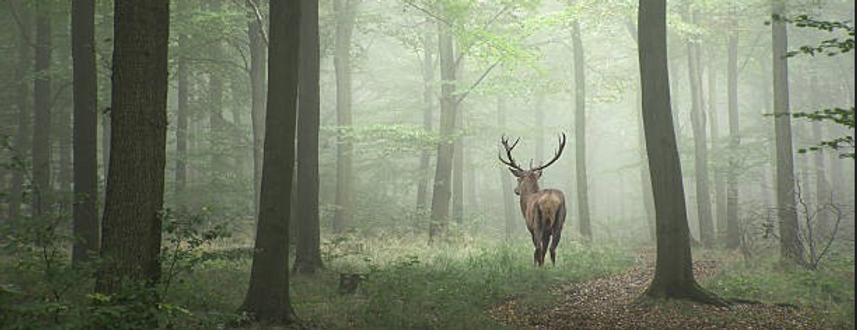 Conservation and Wildlife Management