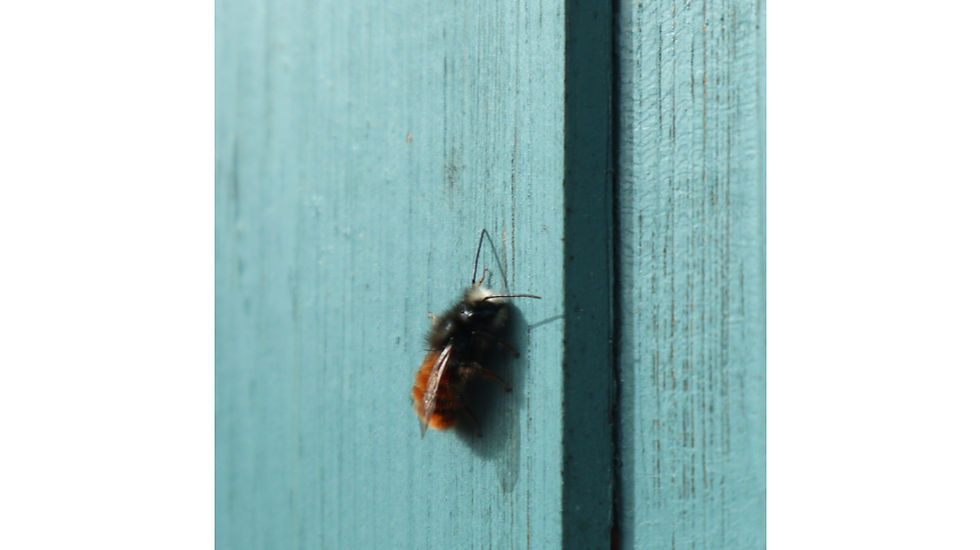 Happy Bee - Wildbienen entdecken