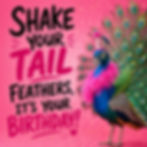 Pink birthday card with a colourful peacock and the words Shake your tail feathers, it’s your birthday.