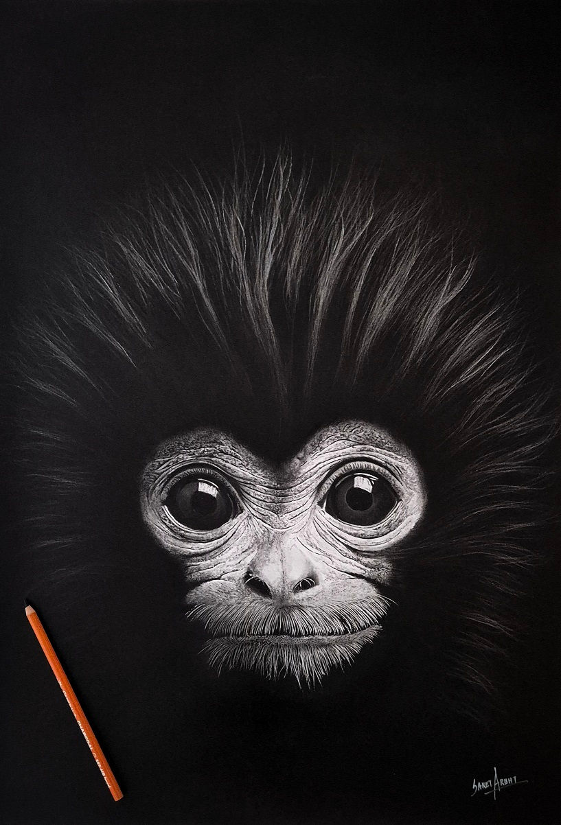Monkey charcoal sketch