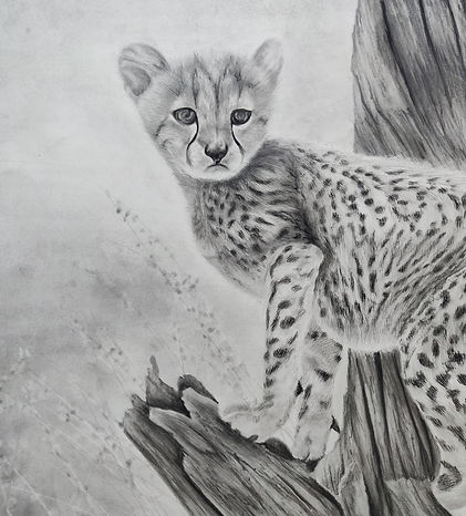 Cheetah 2.jpg