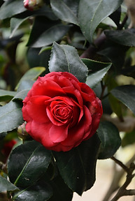 RoseOil.jpg