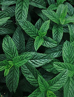 DiffusingPeppermint.jpg