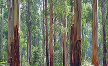DiffusingEucalyptus.jpg