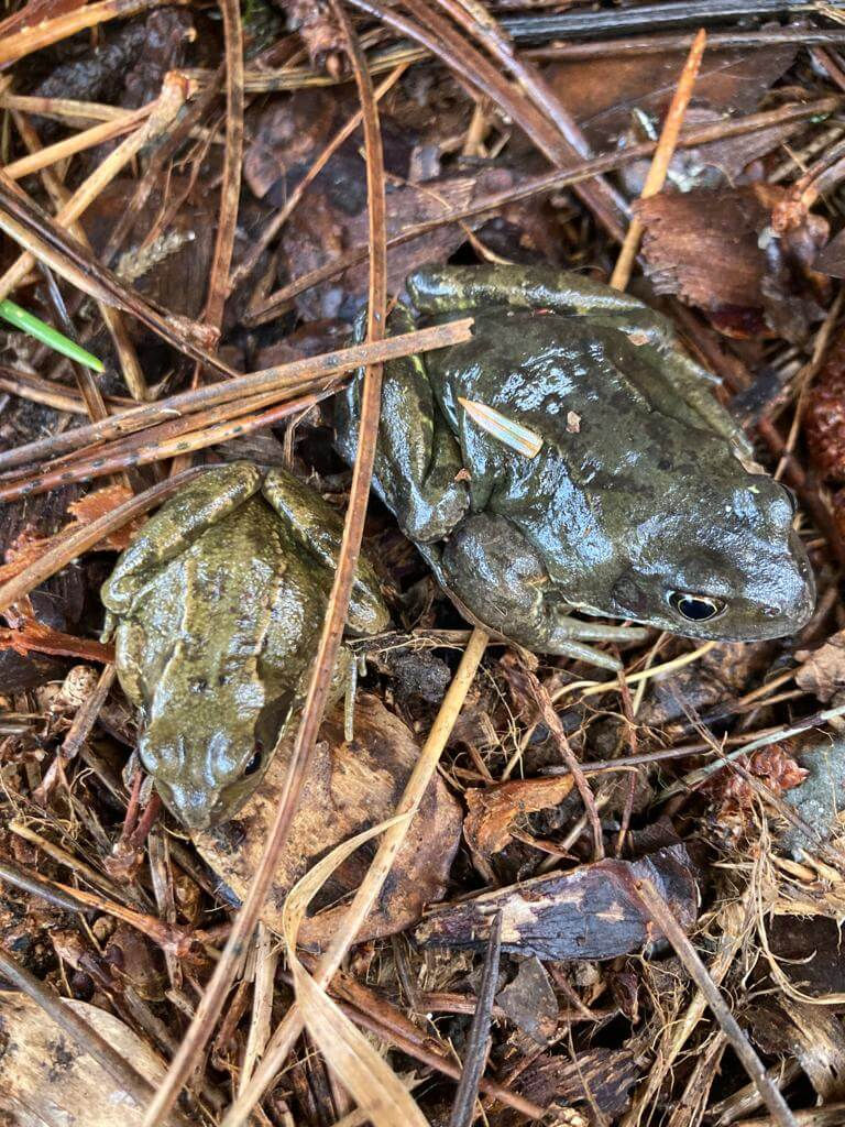 frog and toad in grass